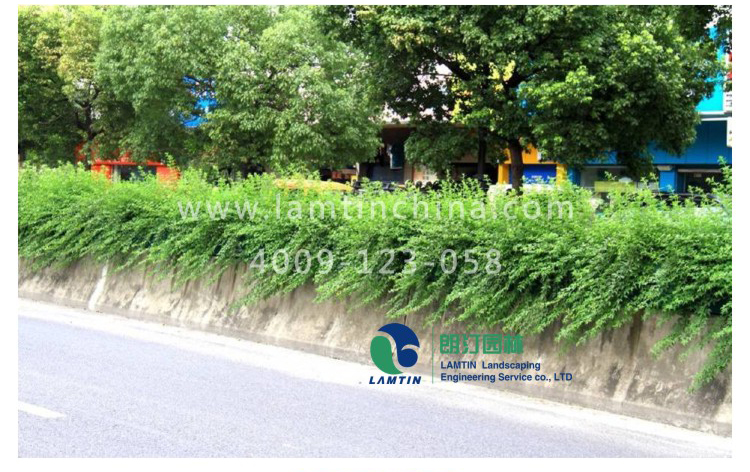 1520388070551021773.jpg 261144088297.jpg