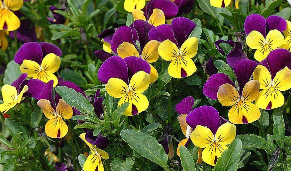 花箱植物 三色堇 花箱植物 三色堇