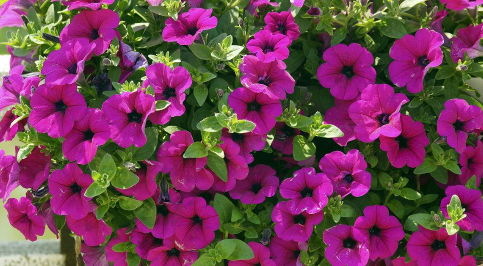 花箱植物 牽牛 花箱植物 牽牛