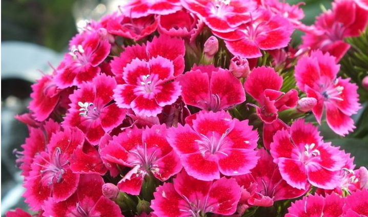 花箱植物 石竹 花箱植物 石竹