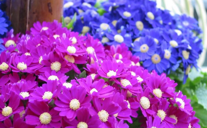 花箱植物 瓜葉菊 花箱植物 瓜葉菊