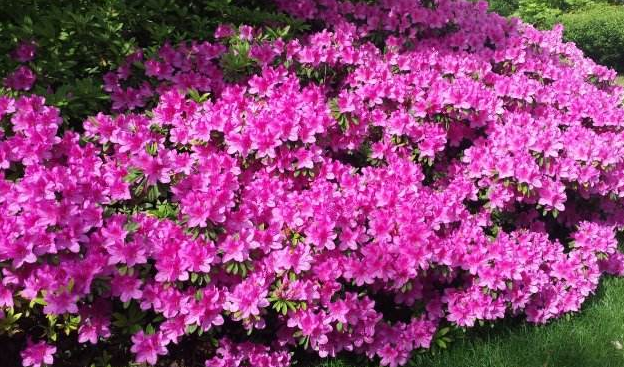 花箱植物 毛杜鵑 花箱植物 毛杜鵑