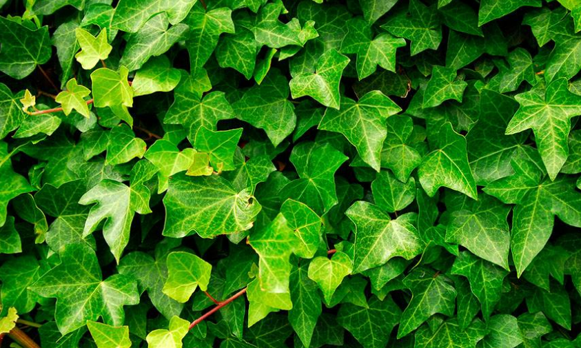 花箱植物 常春藤 花箱植物 常春藤