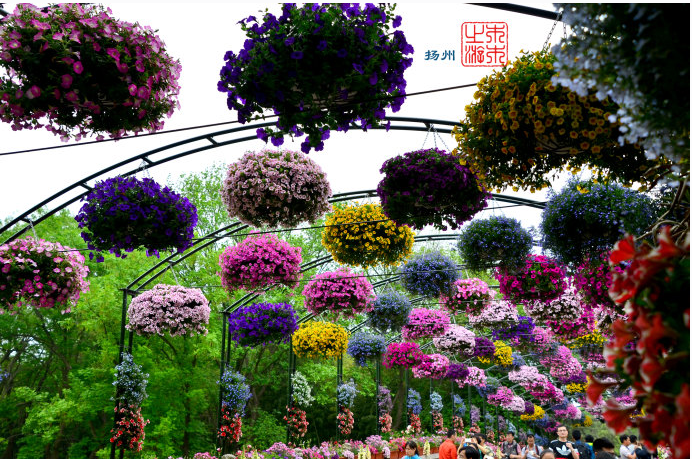 揚(yáng)州6 揚(yáng)州6