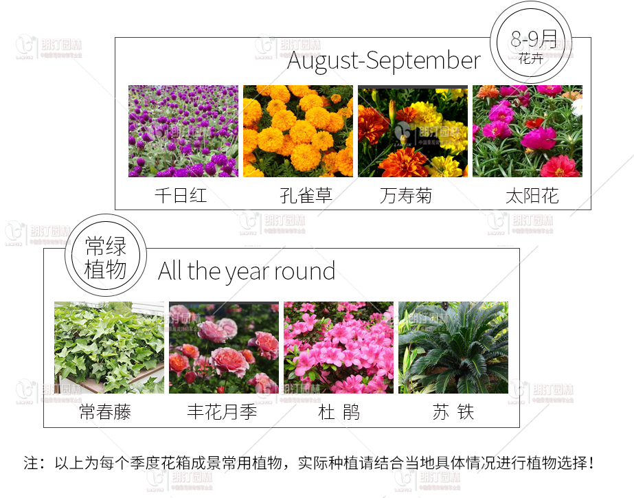 花箱里種什么植物 花箱里種什么植物