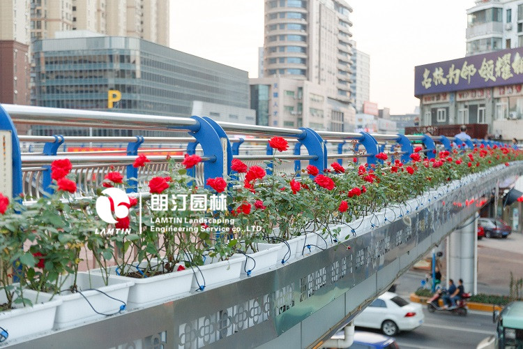 人行天橋綠化景觀提升 人行天橋綠化景觀提升