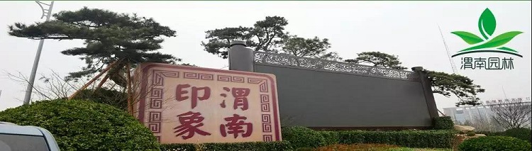 百萬(wàn)鮮花扮美渭南