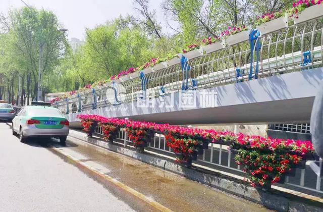 為西寧點贊！五月的夏都大街煥然一新！