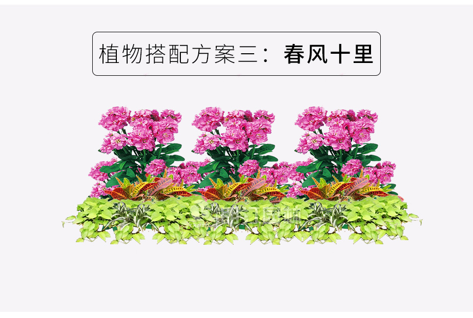 人行道綠化花箱植物搭配方案 春風(fēng)十里 人行道綠化花箱植物搭配方案 春風(fēng)十里
