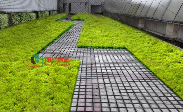 江蘇徐州豐縣屋頂綠化案例 江蘇徐州豐縣屋頂綠化案例