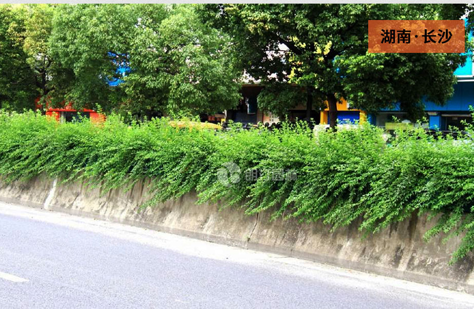 高架橋服帖式裝飾花盆 高架橋服帖式裝飾花盆