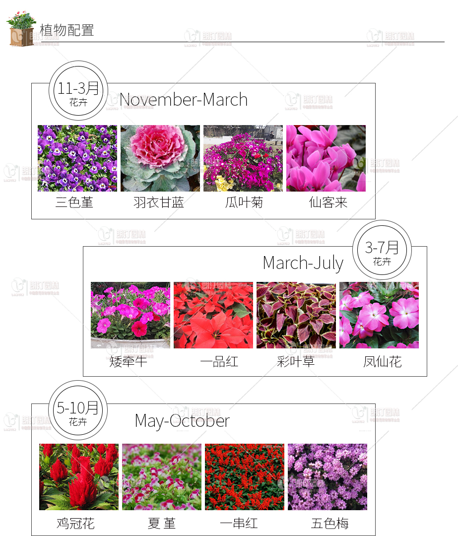花箱植物配置方案 花箱植物配置方案