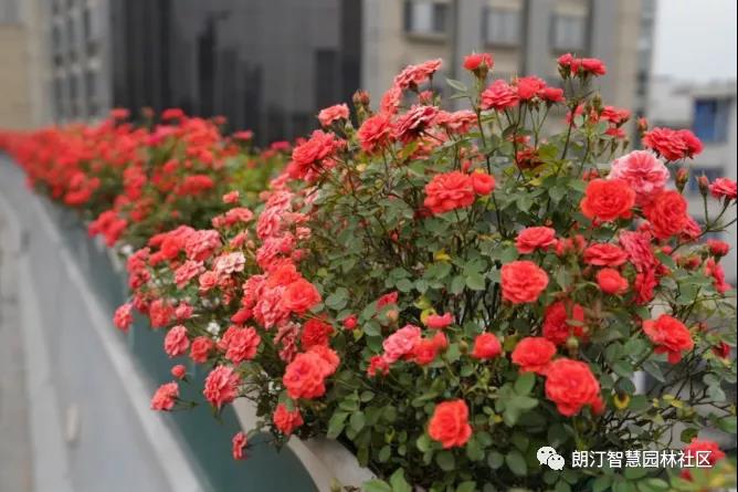 1598843441199676.jpg 1598843441199676.jpg