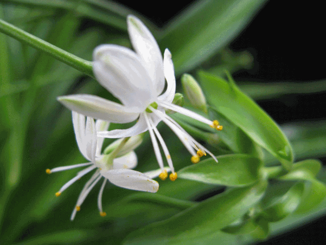 1605235582462901.gif 2.gif