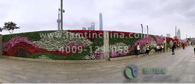 合肥立體綠化 合肥立體綠化