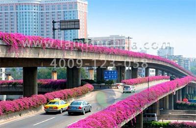 高架橋花盆