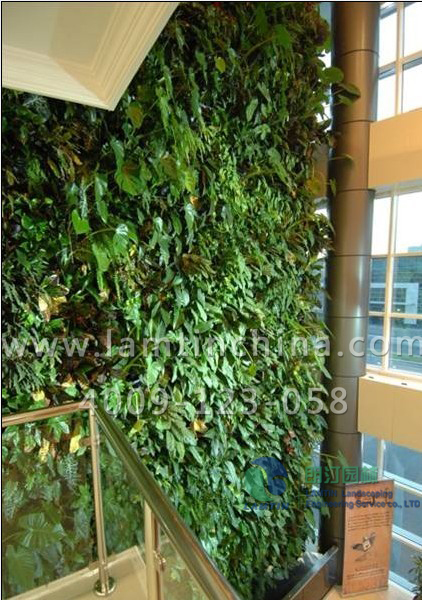 植物墻工程 植物墻工程