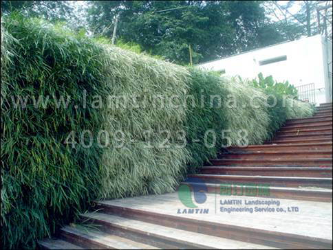 植物墻公司 植物墻公司