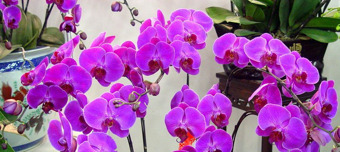 年宵花蓄水花盆 年宵花蓄水花盆