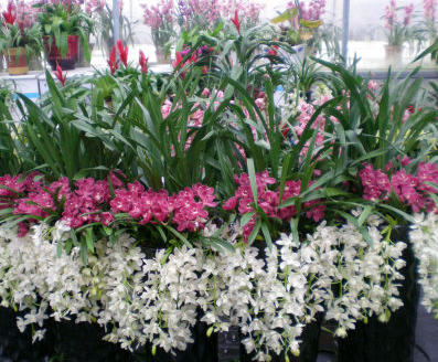 年宵花蓄水花盆 年宵花蓄水花盆