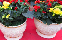 年宵花蓄水花盆 年宵花蓄水花盆