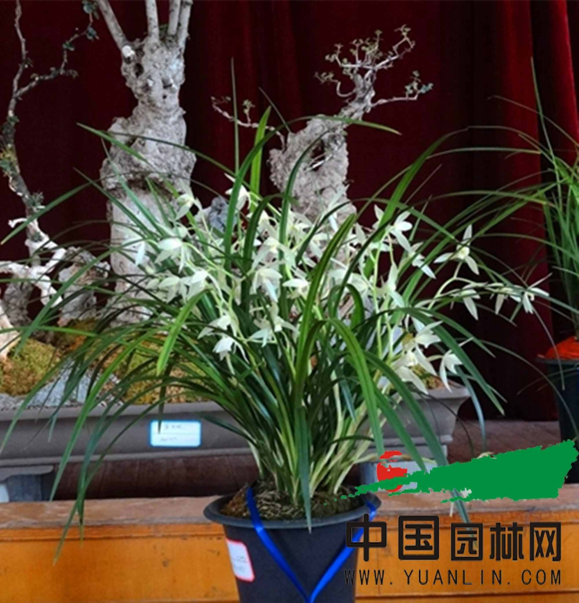 年宵花花盆 年宵花花盆