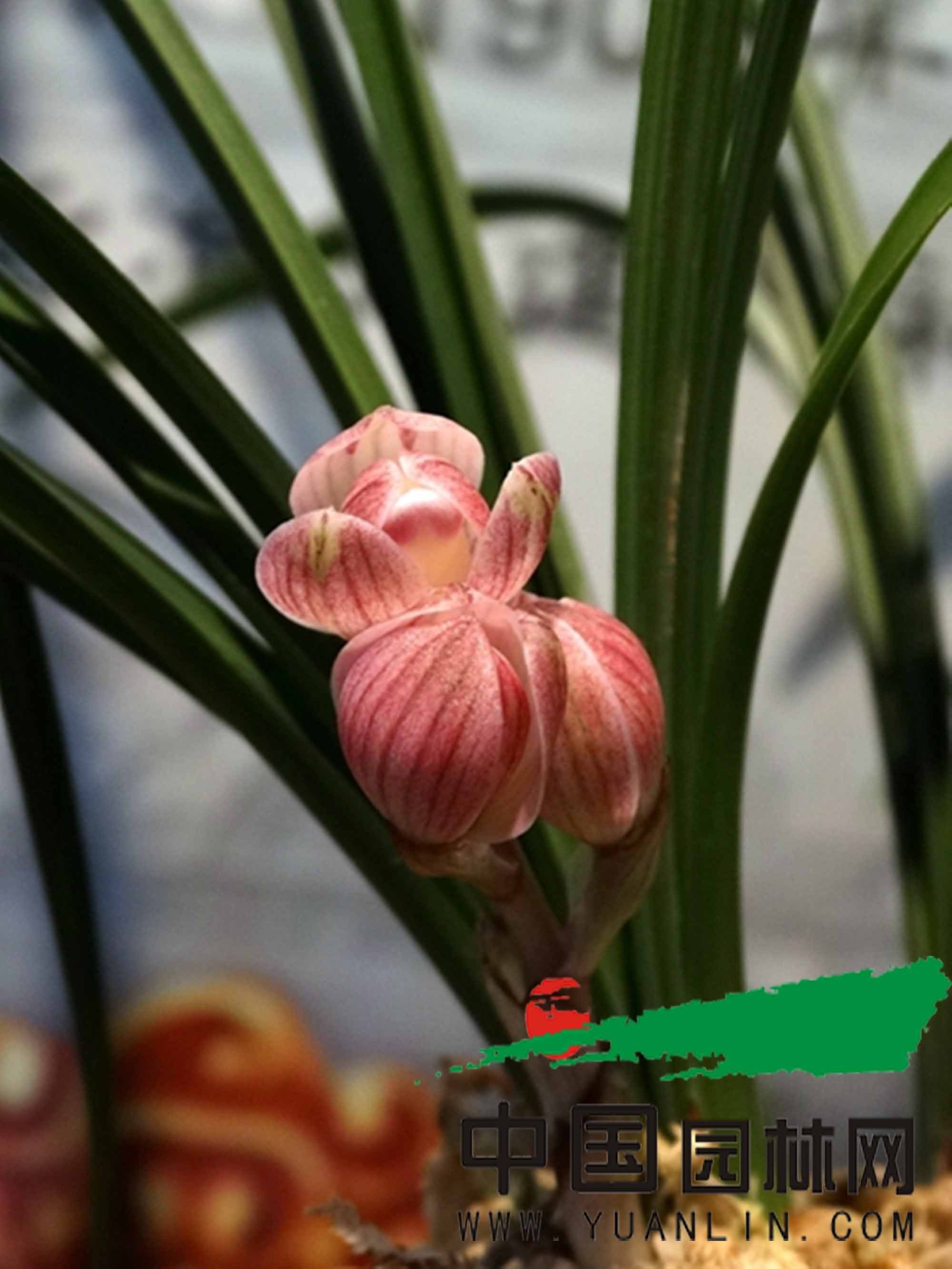 年宵花蓄水花盆 年宵花蓄水花盆