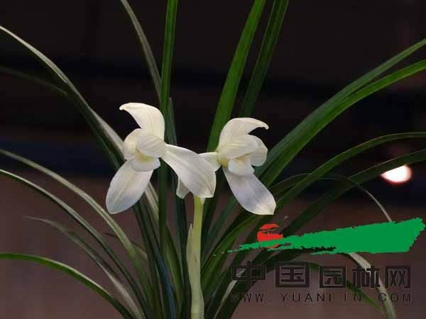 年宵花蓄水花盆 年宵花蓄水花盆