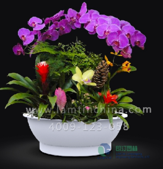 年宵花花盆 年宵花花盆