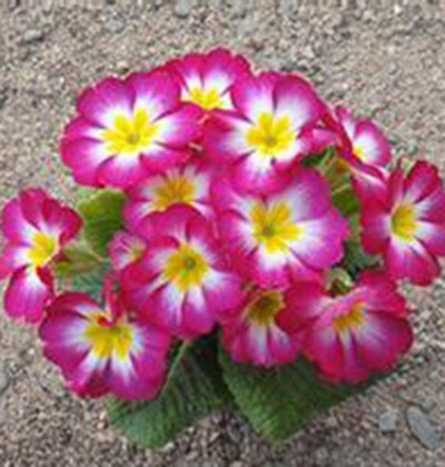 年宵花花盆 年宵花花盆