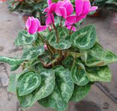 年宵花花盆 年宵花花盆