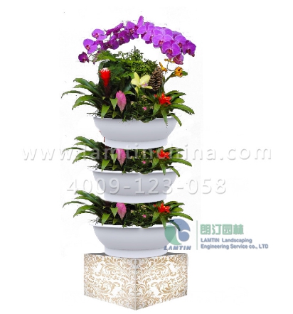 年宵花蓄水花盆 年宵花蓄水花盆