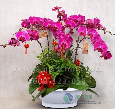 年宵花蓄水花盆 年宵花蓄水花盆