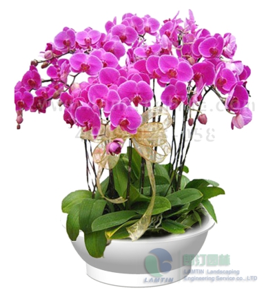 年宵花花盆 年宵花花盆