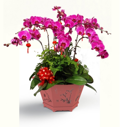 年宵花蓄水花盆 年宵花蓄水花盆