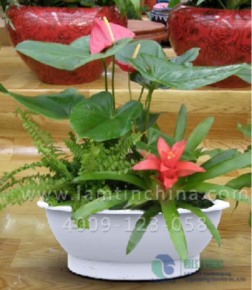 年宵花蓄水花盆 年宵花蓄水花盆