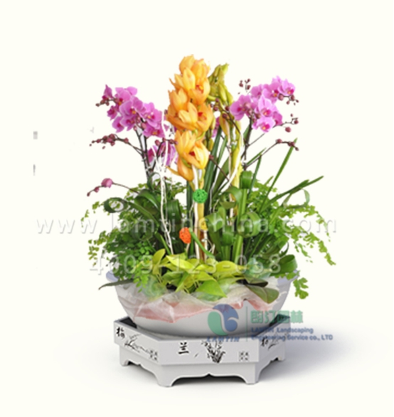 年宵花蓄水花盆 年宵花蓄水花盆