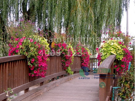 垂直綠化花盆 垂直綠化花盆