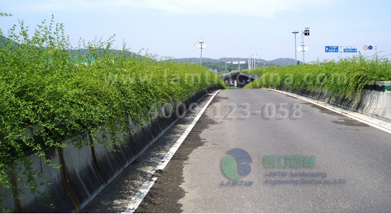 高架橋花盆 高架橋花盆