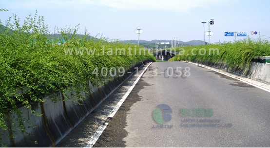 高架橋花盆 高架橋花盆