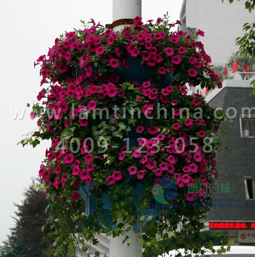 燈桿綠化 燈桿綠化