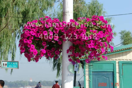 燈桿綠化 燈桿綠化