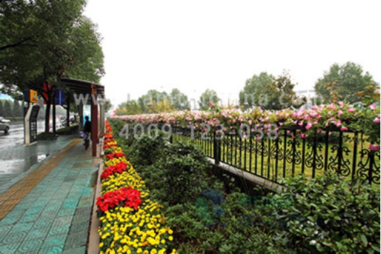 護(hù)欄綠化 護(hù)欄綠化