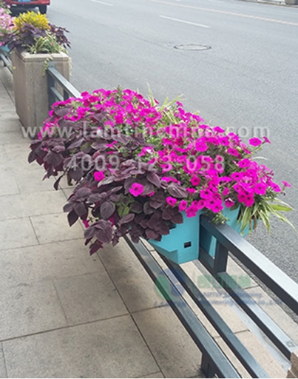 護(hù)欄綠化 護(hù)欄綠化