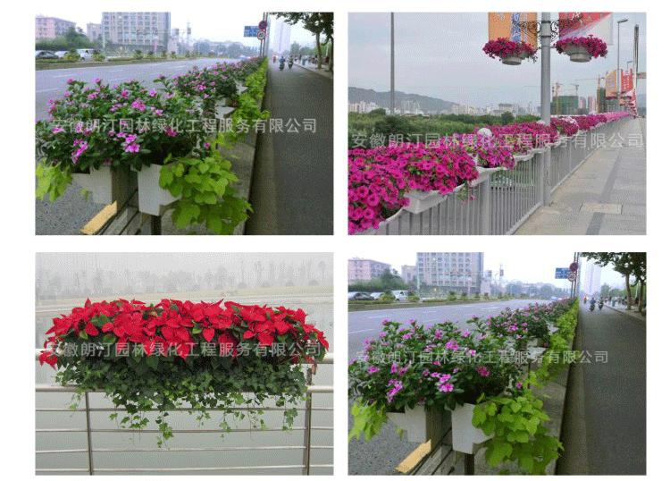 護(hù)欄綠化 護(hù)欄綠化