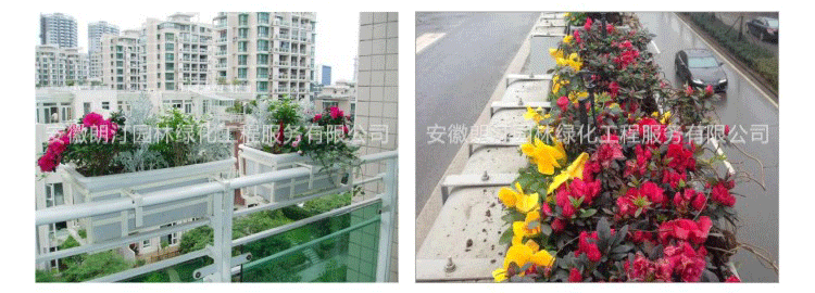 護(hù)欄綠化 護(hù)欄綠化