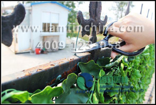 仿真植物墻 仿真植物墻