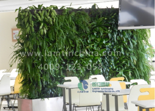 植物墻 植物墻