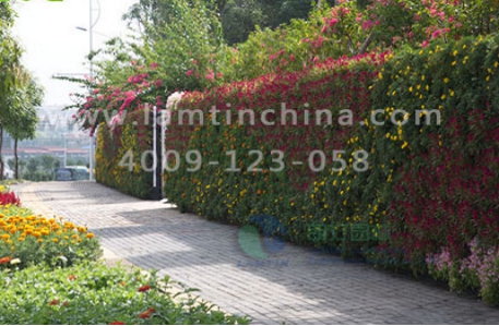 墻體綠化花盆 墻體綠化花盆
