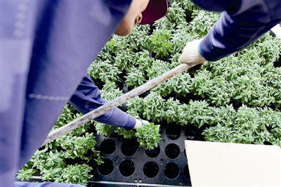 垂直綠化 垂直綠化